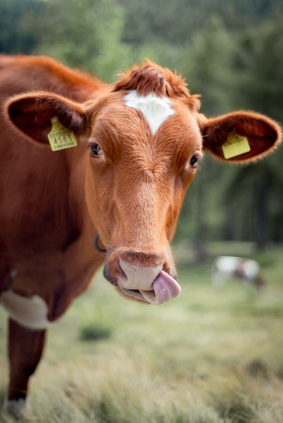 During the day in the lush grass keeps a brown cow
